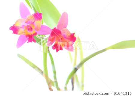 Cattleya pink flowers Hawaiian splash bright background 91641315