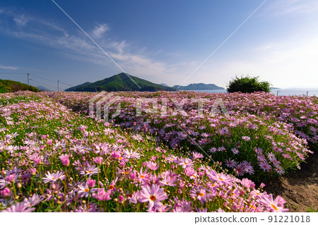 Seaside flower field Flower Park Urashima 91221018