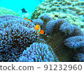 Coral reefs and anemone fish 91232960