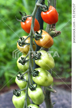 Mini tomatoes in the vegetable garden that have begun to color (confet) 91395237