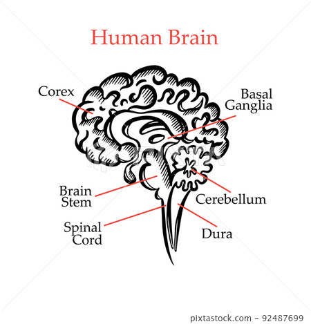 HUMAN BRAIN OUTLINE MONOCHROME General Layout Chart Of Partitions Of The Human Brain With Explanatory Text For Medical Education Of Students Hand Drawing Vector 92487699