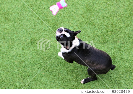 Mighty-kun, a cute Boston terrier who enjoys playing with toys hung with strings on a dock run in Yuzu-no-Sato Moroyama Town, which is rich in nature♡ 92628459