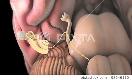 3D Human Ear Anatomy System 92646110