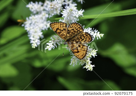 Beautiful orange and black butterflies found in the early summer plateaus of Karuizawa and Yatsugatake, the endangered Mellicta ambigua 92070175