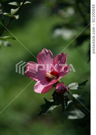 Mukuge flower (single bloom, light pink) 92100848