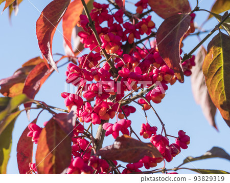 pink and red fruits close up of Euonymus europaeus, European spindle shrub autumn against blue sky 93829319