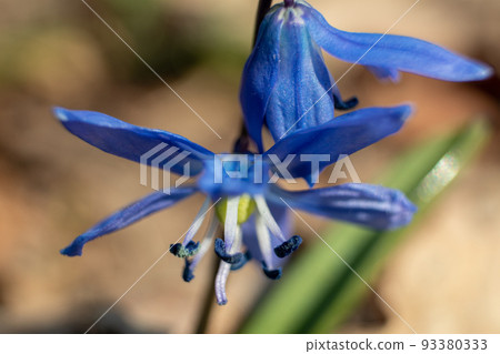 Blue scilla flower spring blossom blurred macro 93380333