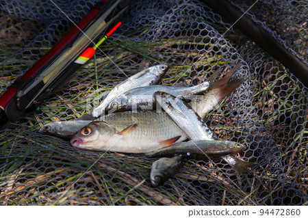 A lot of bleak (Alburnus Alburnus) and common roach (Rutilus Rutilus) with float rod on black fishing net.. 94472860