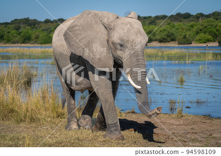 African bush elephant walks down sunlit riverbank 94598109