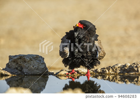 Bateleur Eagle in Kgalagadi transfrontier park, South Africa 94608283