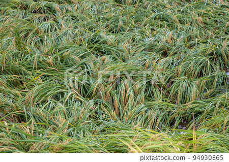 Rice fields damaged by typhoon Fallen ears of rice 94930865