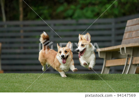 Corgi running around and playing in the dog run 94147569