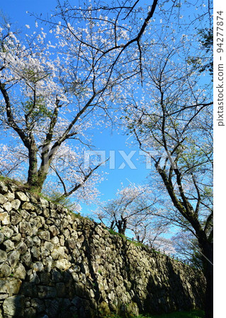 Cherry blossoms at Murakami Castle Ruins (Niigata Prefecture) 94277874