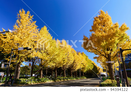 A row of ginkgo trees on Yamashita Koen-dori, Yokohama during the autumn leaves season 94394122