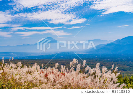 (Nagano Prefecture) Japanese pampas grass and a distant view of Mt. Fuji at Fujimi Kogen Resort 95510810