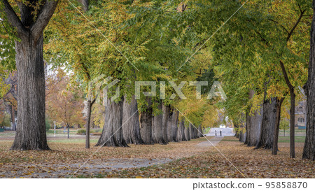 Alley with old American elm trees in fall colors 95858870