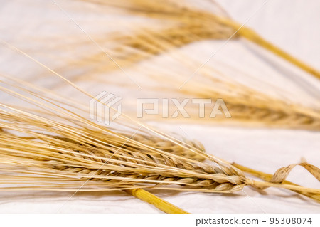 Gold wheat kernels, cereal harvest, white close-up 95308074