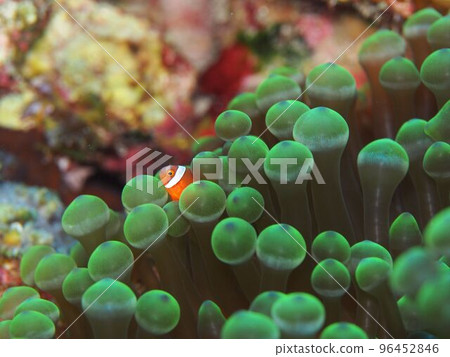 Anemone fish and green sea anemone 96452846