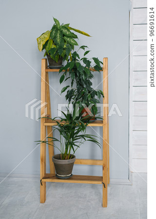 Potted houseplants stand on a wooden stepladder in the living room or office 96691614