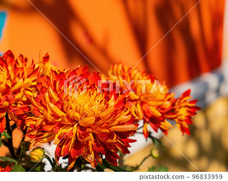 Close up shot of Chrysanthemum flower blossom in Lou Lim Ioc Garden 96833959