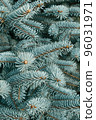 natural background of dense branches of blue spruce close-up outdoors. selective focus. vertical. 96031971