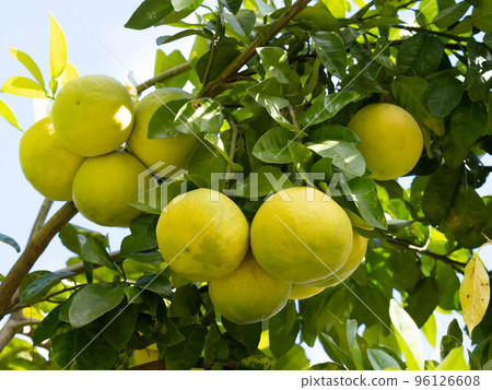 Pomelo that grows steadily 96126608