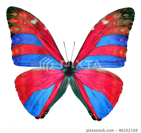 Design element, red blue colorful beautiful butterfly isolated on white, close up, England flag colors, for decor, art, print, background, textile 96202188