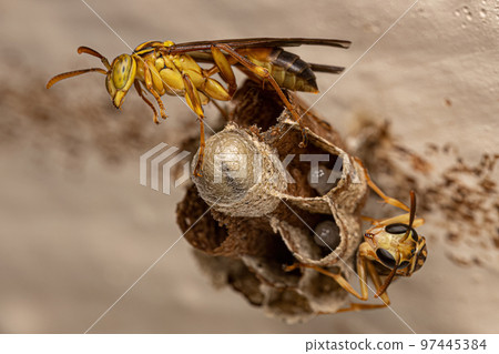 Adult Long-waisted Paper Wasp 97445384