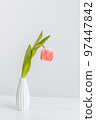 delicate pink tulip stands on a table in a white vase against a white wall. minimalistic design. 97447842