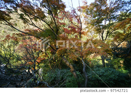 Autumn leaves of Myoji Temple 97542721