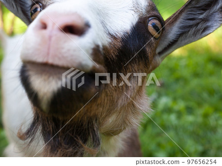 Horned brown goat. 97656254