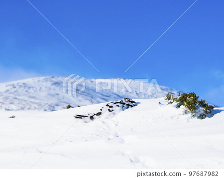 A male ptarmigan crouching in the snow 97687982