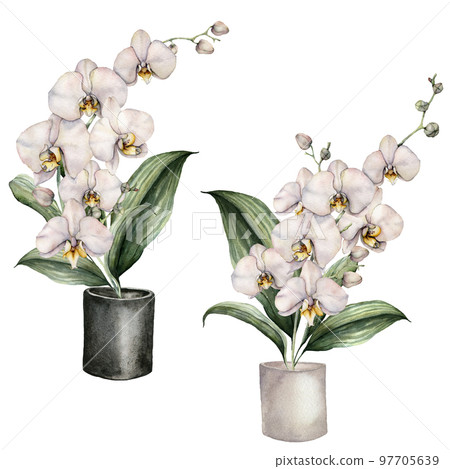 Card of watercolor orchids and pots. Hand painted tropical white flowers, branches, leaves and ceramic pots isolated on white background. Floral illustration for design, fabric, print or background. 97705639