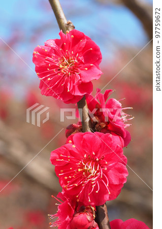 Plum blossoms (Kagoshima Red) 97759672