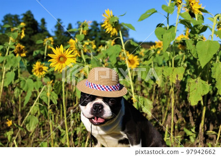 2022 The happiest person in Japan, a Boston terrier with a straw hat staring cutely at a mini sunflower field in Hatoyama Town ♡ Mighty-kun 97942662