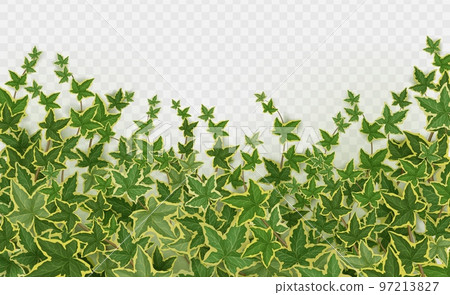 Realistic ivy background png on transparent 97213827