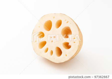 Lotus root white back 97362667