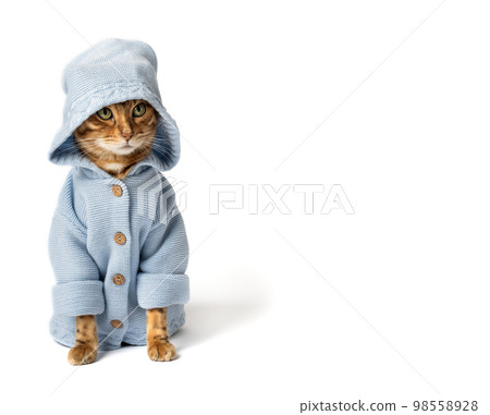 Funny cat in clothes on a white background. 98558928