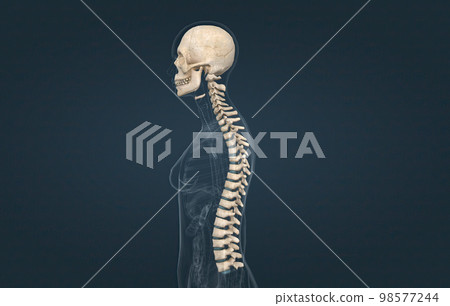 The spinal column extends from the skull to the pelvis and is made up of 33 individual bones termed vertebrae. 98577244