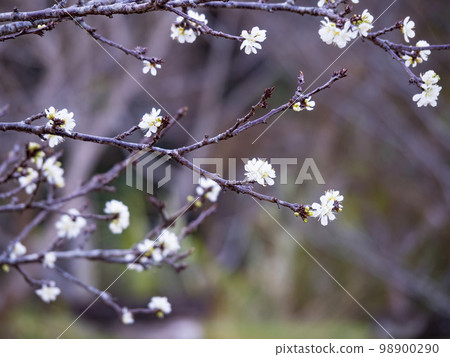 White Victoria Plum blossom outdoor. 98900290