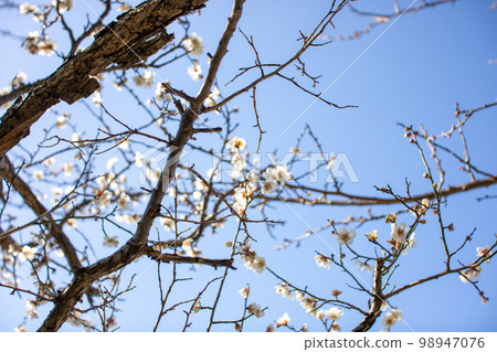 Winter sky and plum blossoms 98947076