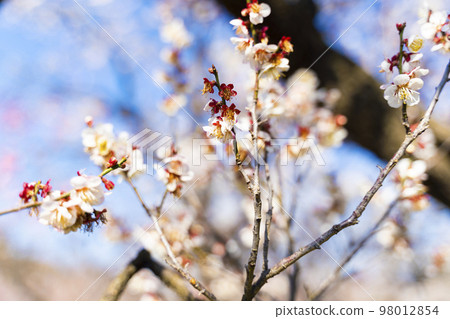 Close-up of white plum blossoms 98012854