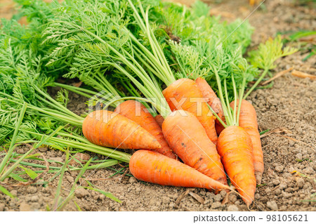 Carrot ~Agriculture~ 98105621