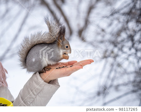 Girl feeds a squirrel with nuts at winter. Caring for animals in winter or autumn. 98117265