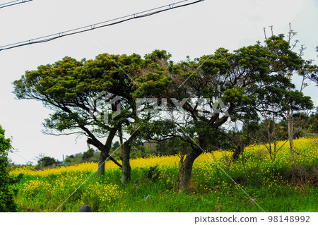 Gunsan Oreum, Garden, Mountain, Rural, Landscape, Rape Flowers, Spring, Flowers, Wildflowers, Green Barley, Farming, Countryside, 98148992