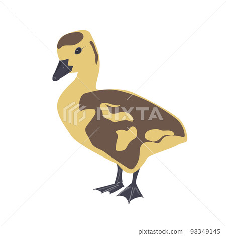 Cute little newborn fluffy gosling. One young goose isolated on a white background, vector illustration. 98349145