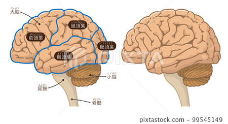 Illustration of the brain, cerebrum and cerebellum 99545149