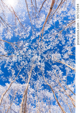 Frost-covered trees of white birch forest reflected in the blue sky from the snowfields of Kirigamine Highlands 99733044