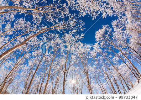 Frost-covered trees of white birch forest reflected in the blue sky from the snowfields of Kirigamine Highlands 99733047