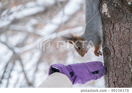 Girl feeds a squirrel with nuts at winter. Caring for animals in winter or autumn. 99156178